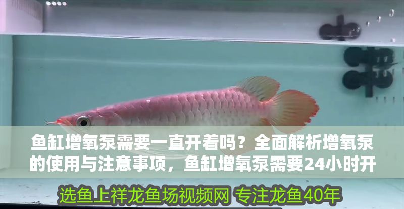 魚缸增氧泵需要一直開著嗎？全面解析增氧泵的使用與注意事項，魚缸增氧泵需要24小時開啟嗎？使用指南與注意事項全解析 魚缸增氧泵需要一直開著嗎？全面解析增氧泵的使用與注意事項，魚缸增氧泵需要24小時開啟嗎？使用指南與注意事項全解析 龍魚常見疾病 第1張
