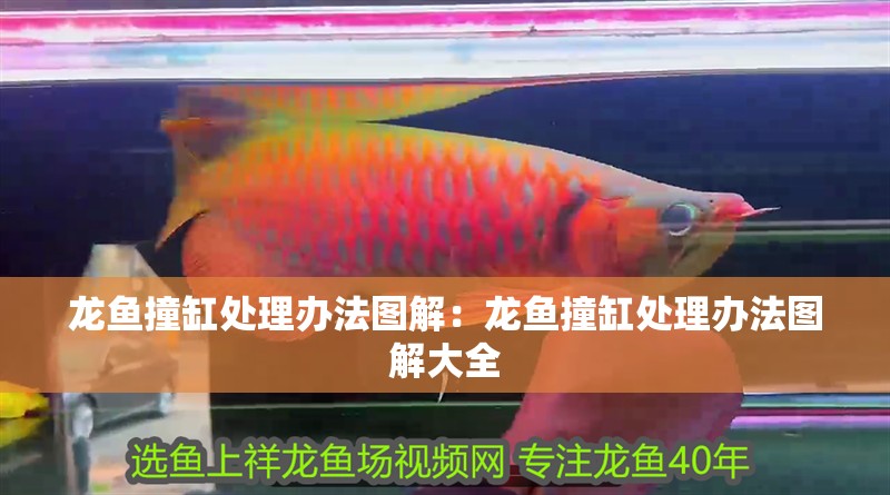 龍魚撞缸處理辦法圖解:龍魚撞缸處理辦法圖解大全 水族問答 龍魚撞缸處理辦法圖解:龍魚撞缸處理辦法圖解大全 龍魚撞缸處理辦法圖解:龍魚撞缸處理辦法圖解大全 水族問答