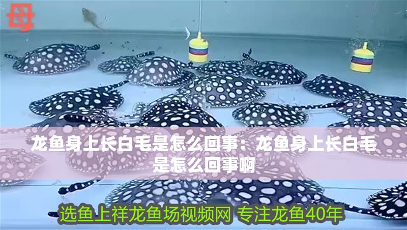龍魚身上長白毛是怎么回事：龍魚身上長白毛是怎么回事啊