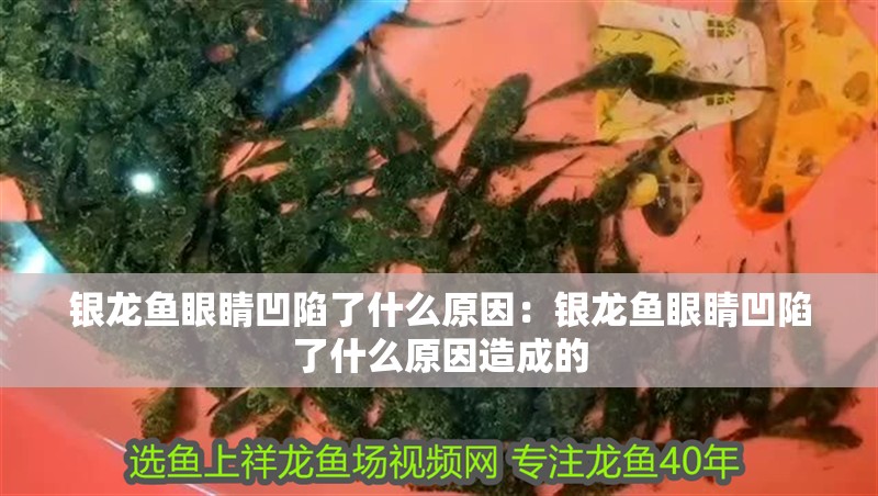 銀龍魚眼睛凹陷了什么原因：銀龍魚眼睛凹陷了什么原因造成的