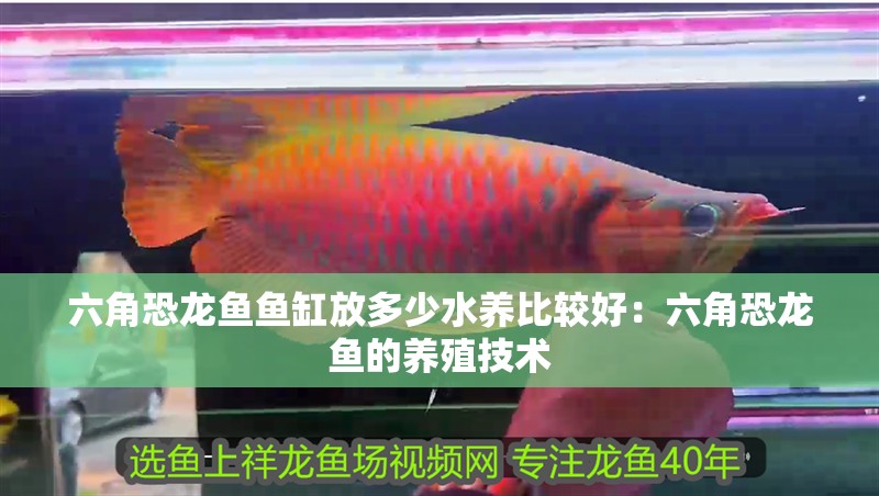 紅龍魚用黃燈烤有用嗎 六角恐龍魚魚缸放多少水養比較好:六角恐龍魚的養殖技術 魚缸百科 六角恐龍魚魚缸放多少水養比較好:六角恐龍魚的養殖技術 六角恐龍魚魚缸放多少水養比較好:六角恐龍魚的養殖技術 魚缸百科