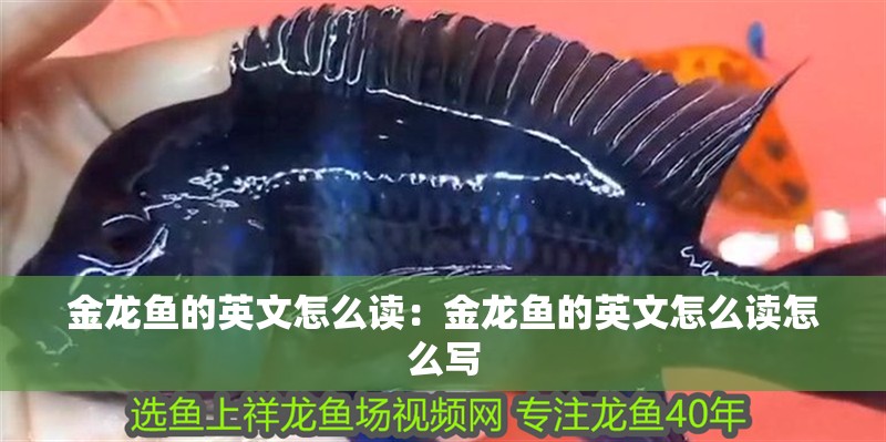 金龍魚的英文怎么讀：金龍魚的英文怎么讀怎么寫