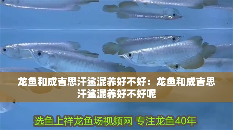 龍魚和成吉思汗鯊混養(yǎng)好不好：龍魚和成吉思汗鯊混養(yǎng)好不好呢