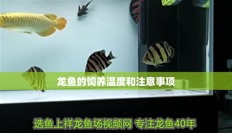 龍魚(yú)的飼養(yǎng)溫度和注意事項(xiàng)