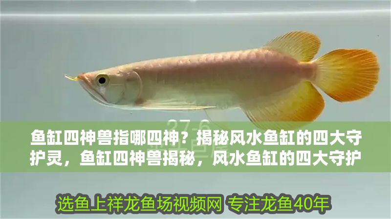 魚缸四神獸指哪四神？揭秘風水魚缸的四大守護靈，魚缸四神獸揭秘，風水魚缸的四大守護靈是哪四位？