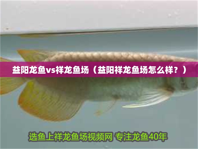 益陽(yáng)龍魚(yú)vs祥龍魚(yú)場(chǎng)（益陽(yáng)祥龍魚(yú)場(chǎng)怎么樣？）