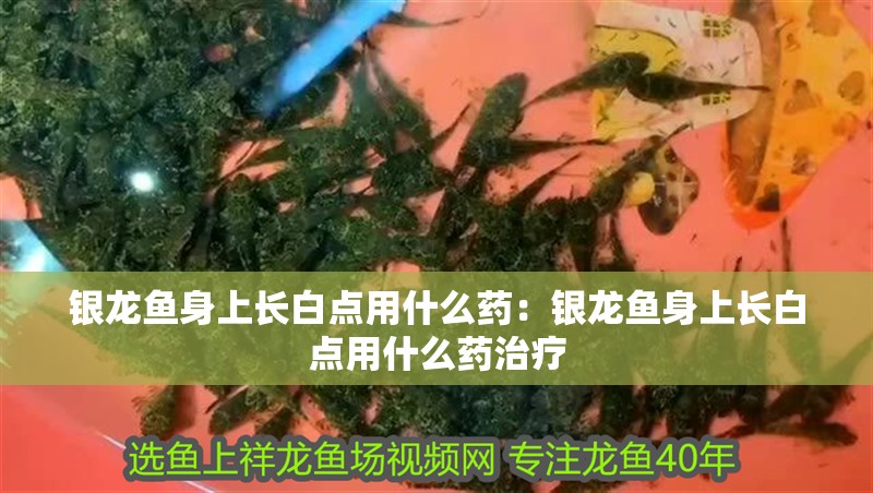 銀龍魚身上長(zhǎng)白點(diǎn)用什么藥：銀龍魚身上長(zhǎng)白點(diǎn)用什么藥治療 銀龍魚身上長(zhǎng)白點(diǎn)用什么藥：銀龍魚身上長(zhǎng)白點(diǎn)用什么藥治療 水族問答