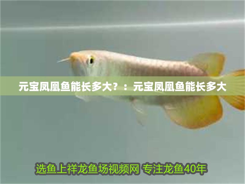元寶鳳凰魚能長多大？：元寶鳳凰魚能長多大