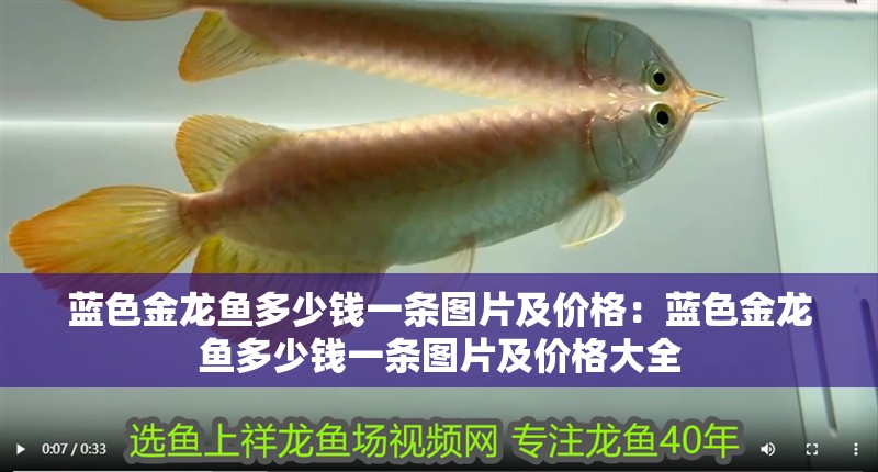 藍色金龍魚多少錢一條圖片及價格：藍色金龍魚多少錢一條圖片及價格大全