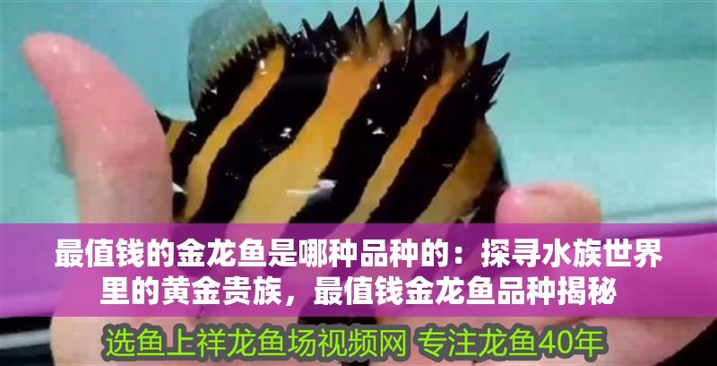 最值錢的金龍魚是哪種品種的：探尋水族世界里的黃金貴族，最值錢金龍魚品種揭秘