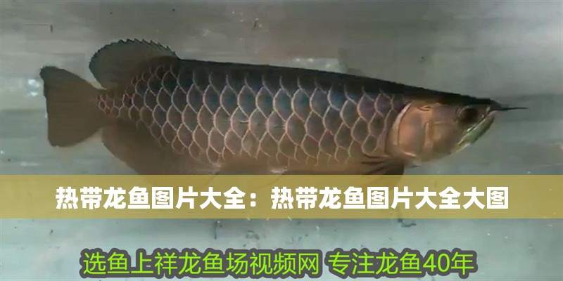 熱帶龍魚圖片大全：熱帶龍魚圖片大全大圖 熱帶龍魚圖片大全：熱帶龍魚圖片大全大圖 水族問答