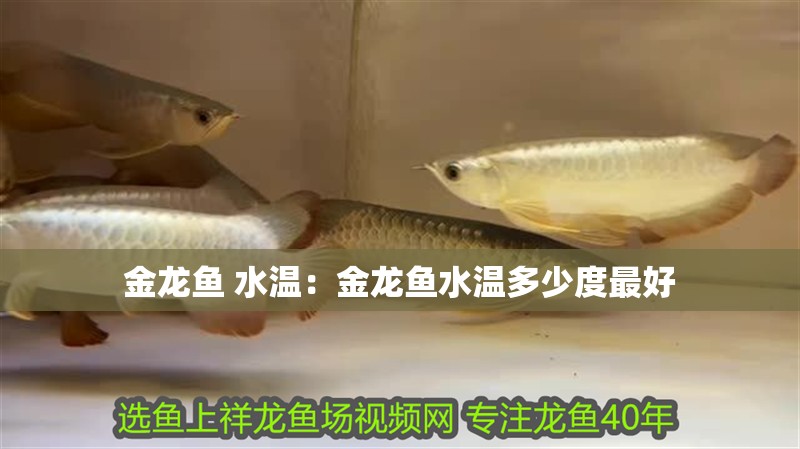 金龍魚 水溫：金龍魚水溫多少度最好