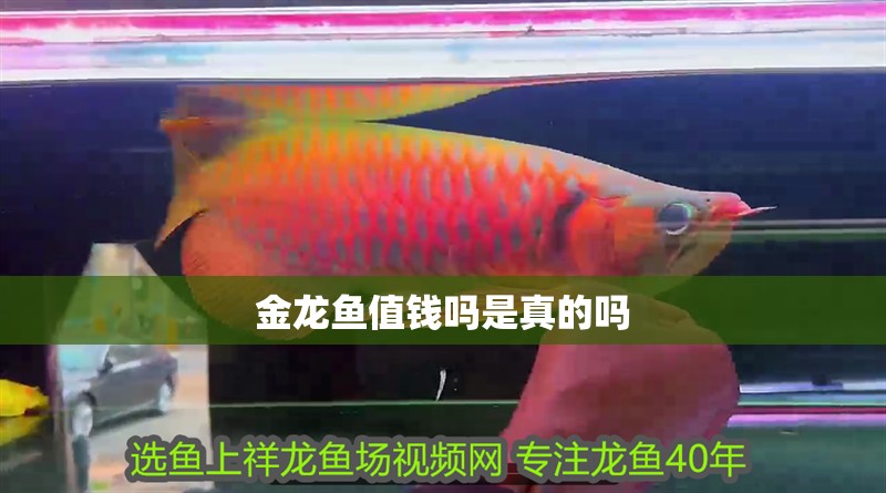 金龍魚值錢嗎是真的嗎