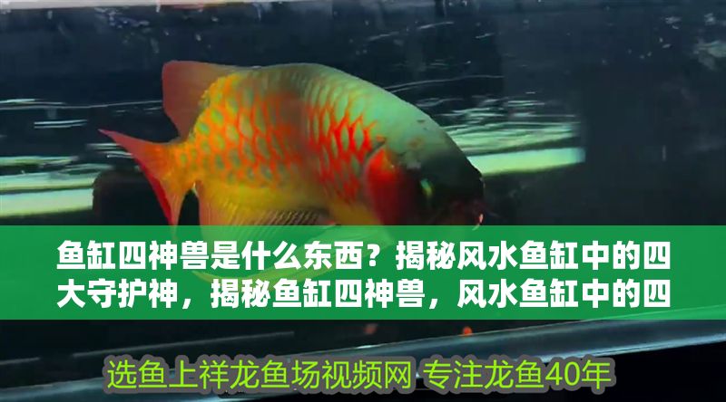 魚缸四神獸是什么東西？揭秘風水魚缸中的四大守護神，揭秘魚缸四神獸，風水魚缸中的四大守護神解析