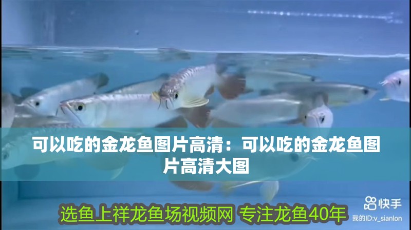 可以吃的金龍魚圖片高清：可以吃的金龍魚圖片高清大圖 可以吃的金龍魚圖片高清：可以吃的金龍魚圖片高清大圖 水族問答