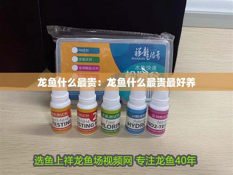 龍魚什么最貴：龍魚什么最貴最好養