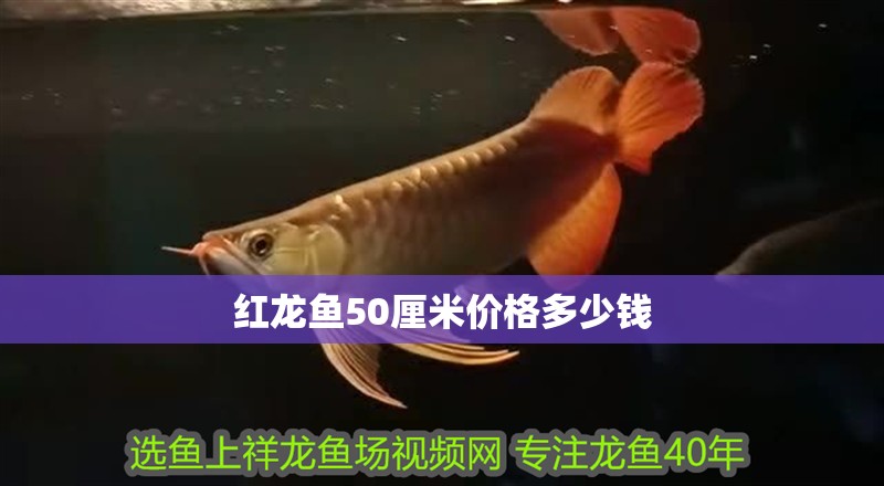 紅龍魚50厘米價格多少錢