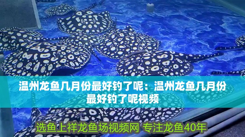 溫州龍魚幾月份最好釣了呢：溫州龍魚幾月份最好釣了呢視頻