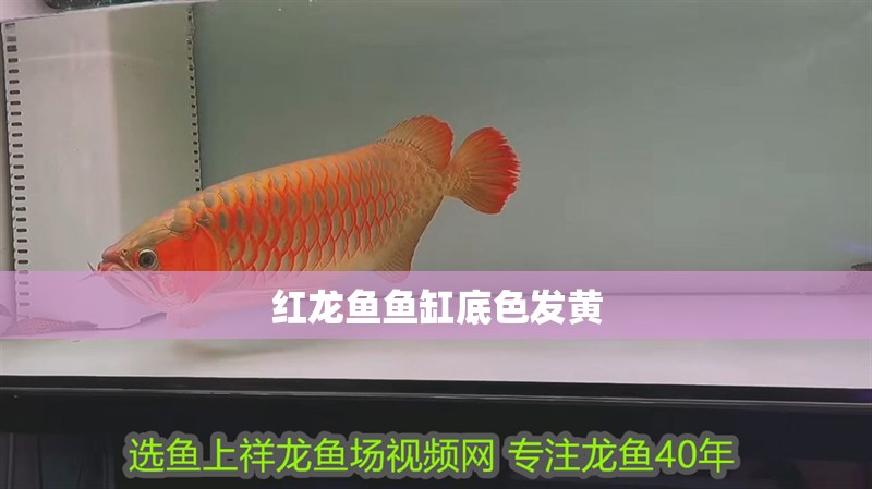 紅龍魚魚缸底色發黃 紅龍魚魚缸底色發黃 龍魚百科 第2張