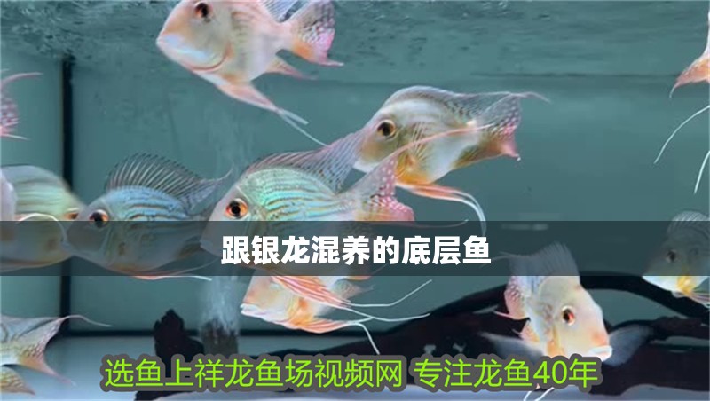 跟銀龍混養(yǎng)的底層魚