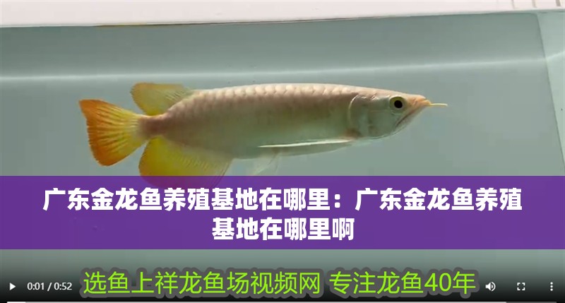 廣東金龍魚養(yǎng)殖基地在哪里：廣東金龍魚養(yǎng)殖基地在哪里啊