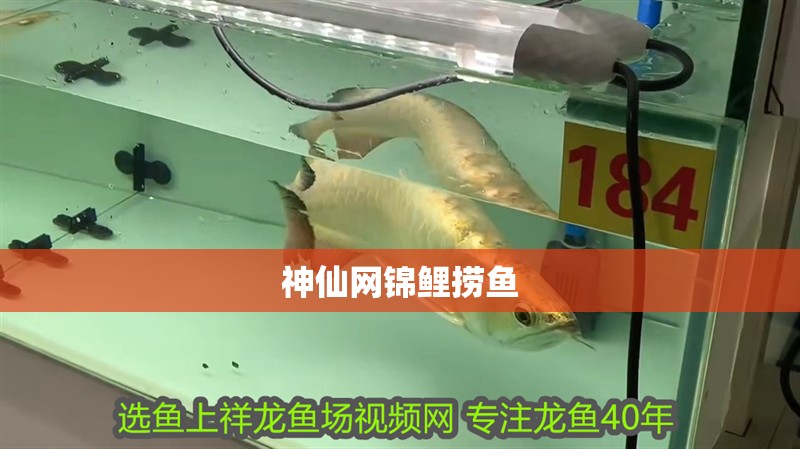 神仙網錦鯉撈魚 神仙網錦鯉撈魚 龍魚論壇
