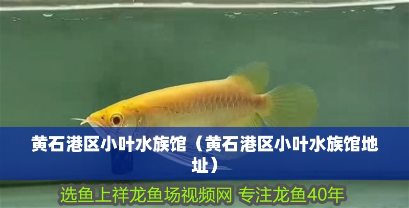 黃石港區小葉水族館(黃石港區小葉水族館地址) 全國水族館企業名錄 第1張 黃石港區小葉水族館(黃石港區小葉水族館地址) 黃石港區小葉水族館(黃石港區小葉水族館地址) 全國水族館企業名錄 第1張