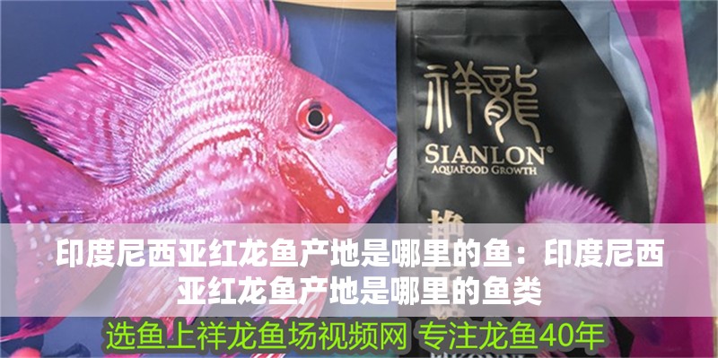 印度尼西亞紅龍魚產地是哪里的魚：印度尼西亞紅龍魚產地是哪里的魚類