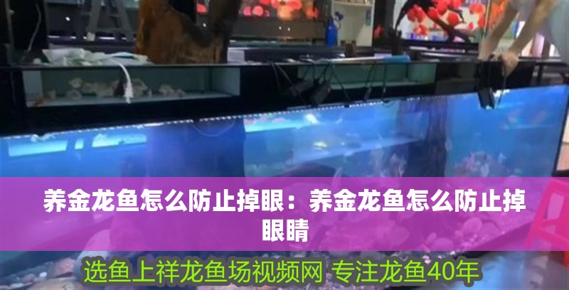 養金龍魚怎么防止掉眼：養金龍魚怎么防止掉眼睛