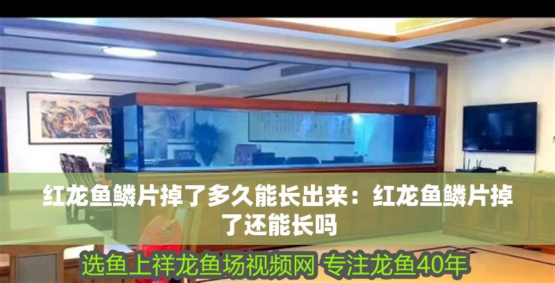 紅龍魚鱗片掉了多久能長出來：紅龍魚鱗片掉了還能長嗎 紅龍魚鱗片掉了多久能長出來：紅龍魚鱗片掉了還能長嗎 水族問答