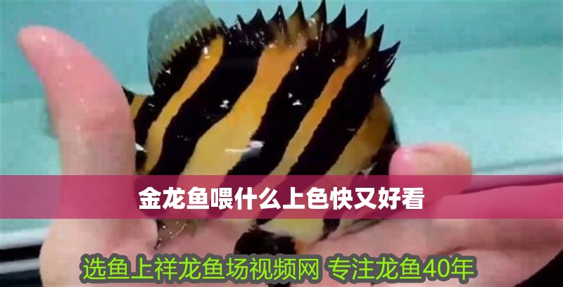 金龍魚喂什么上色快又好看 金龍魚喂什么上色快又好看 龍魚百科 第1張