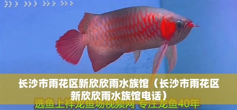 長沙市雨花區新欣欣雨水族館（長沙市雨花區新欣欣雨水族館電話）