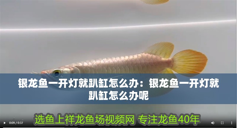 銀龍魚一開燈就趴缸怎么辦：銀龍魚一開燈就趴缸怎么辦呢 銀龍魚一開燈就趴缸怎么辦：銀龍魚一開燈就趴缸怎么辦呢 水族問答