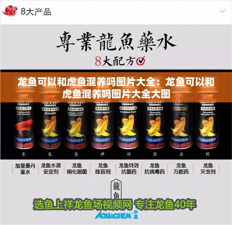龍魚可以和虎魚混養嗎圖片大全：龍魚可以和虎魚混養嗎圖片大全大圖 龍魚可以和虎魚混養嗎圖片大全：龍魚可以和虎魚混養嗎圖片大全大圖 水族問答