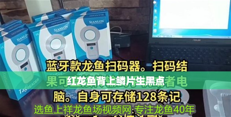 紅龍魚背上鱗片生黑點