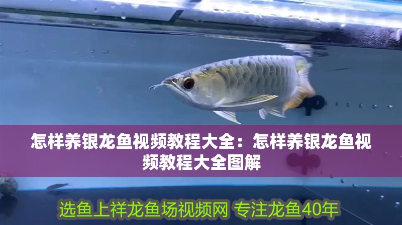 怎樣養銀龍魚視頻教程大全：怎樣養銀龍魚視頻教程大全圖解 怎樣養銀龍魚視頻教程大全：怎樣養銀龍魚視頻教程大全圖解 水族問答