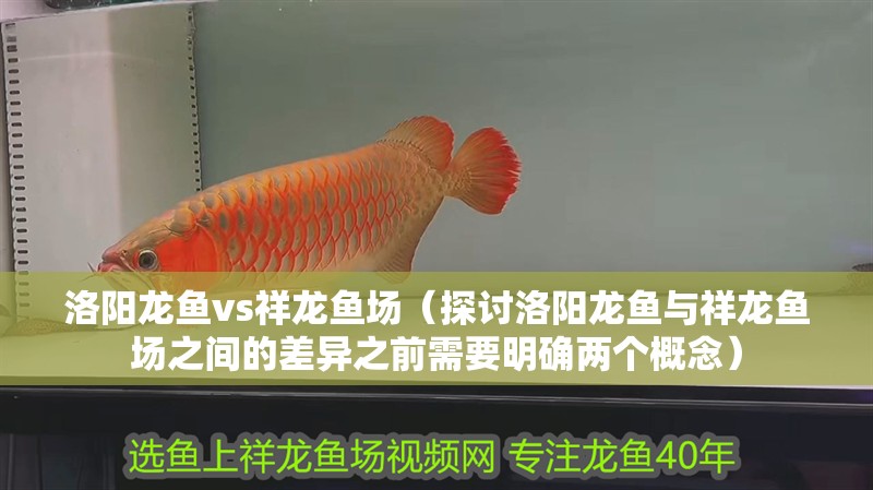 洛陽龍魚vs祥龍魚場（探討洛陽龍魚與祥龍魚場之間的差異之前需要明確兩個概念）