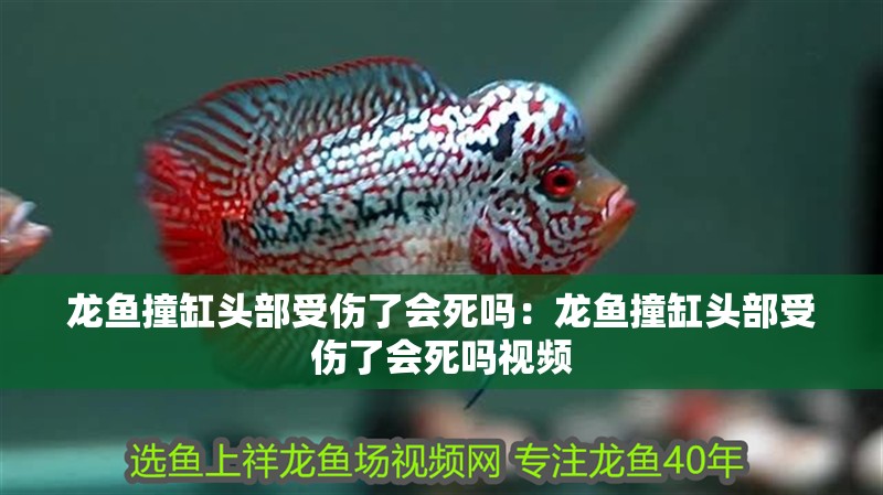 龍魚撞缸頭部受傷了會死嗎：龍魚撞缸頭部受傷了會死嗎視頻