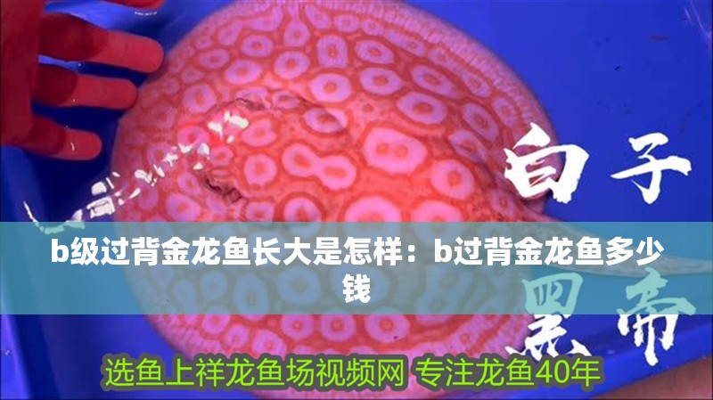 b級過背金龍魚長大是怎樣：b過背金龍魚多少錢