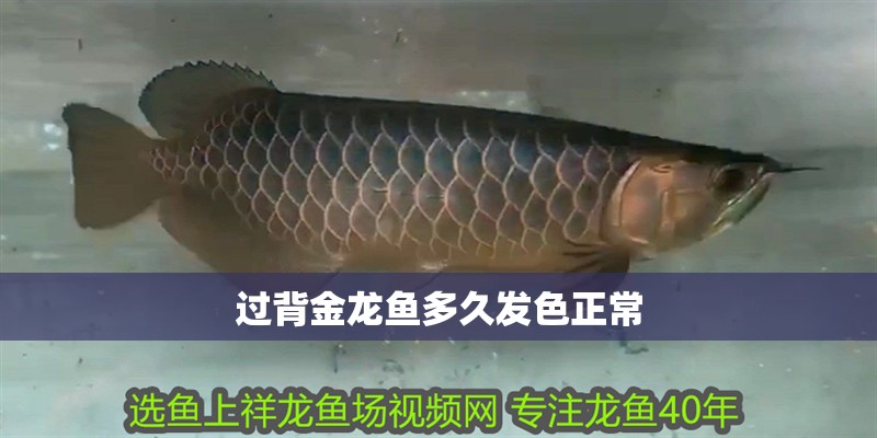 過背金龍魚多久發色正常