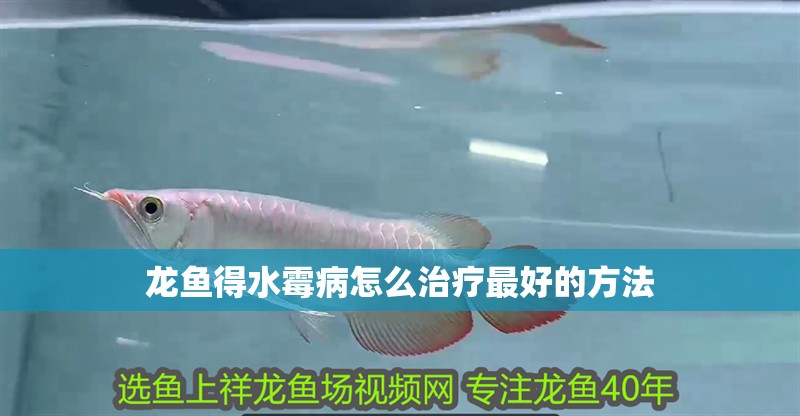 龍魚得水霉病怎么治療最好的方法