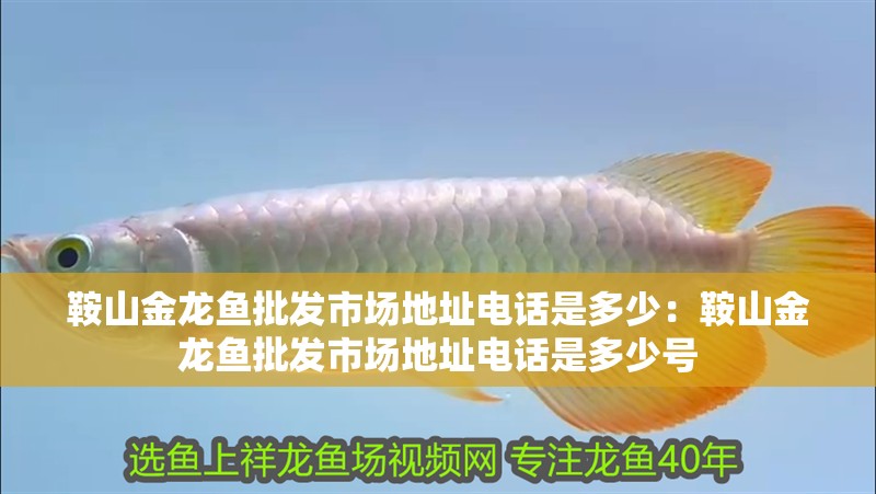鞍山金龍魚批發市場地址電話是多少：鞍山金龍魚批發市場地址電話是多少號