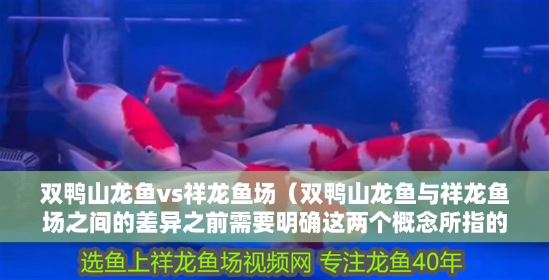 雙鴨山龍魚vs祥龍魚場（雙鴨山龍魚與祥龍魚場之間的差異之前需要明確這兩個概念所指的對象）