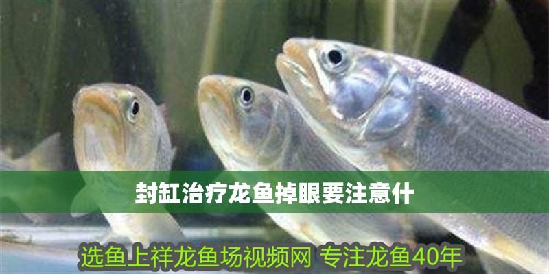 封缸治療龍魚掉眼要注意什