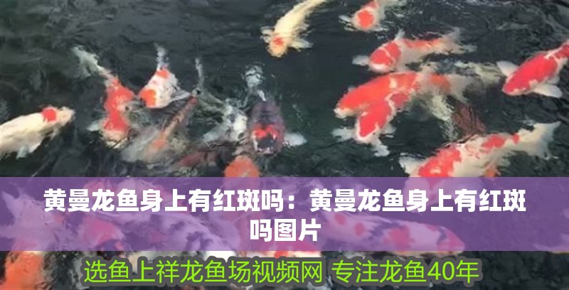 黃曼龍魚身上有紅斑嗎：黃曼龍魚身上有紅斑嗎圖片