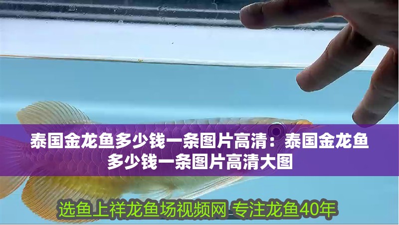 泰國金龍魚多少錢一條圖片高清：泰國金龍魚多少錢一條圖片高清大圖