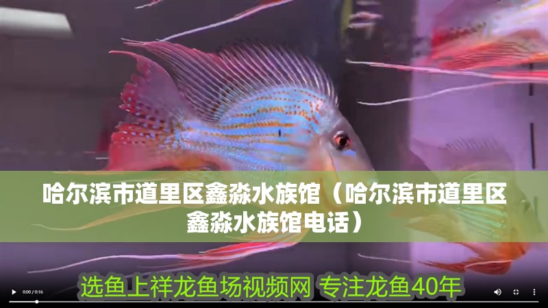 哈爾濱市道里區鑫淼水族館(哈爾濱市道里區鑫淼水族館電話) 全國水族館企業名錄 第1張 哈爾濱市道里區鑫淼水族館(哈爾濱市道里區鑫淼水族館電話) 哈爾濱市道里區鑫淼水族館(哈爾濱市道里區鑫淼水族館電話) 全國水族館企業名錄 第1張