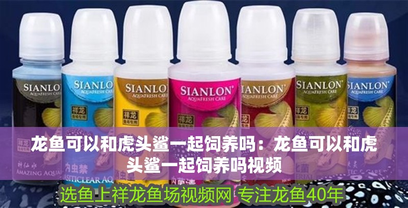 龍魚可以和虎頭鯊一起飼養嗎：龍魚可以和虎頭鯊一起飼養嗎視頻
