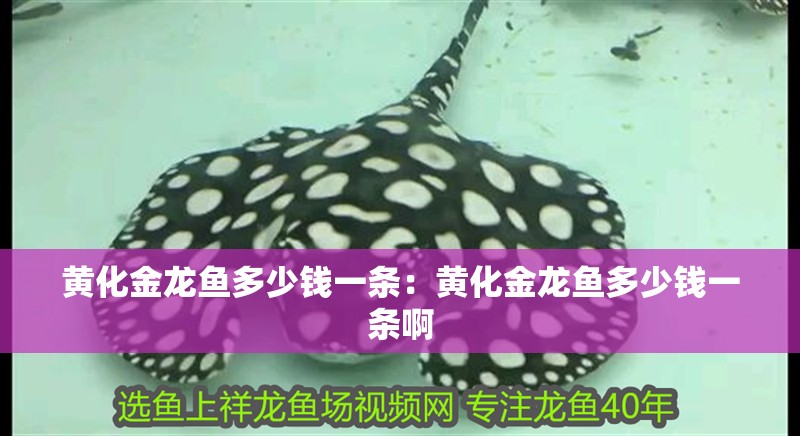 黃化金龍魚多少錢一條：黃化金龍魚多少錢一條啊