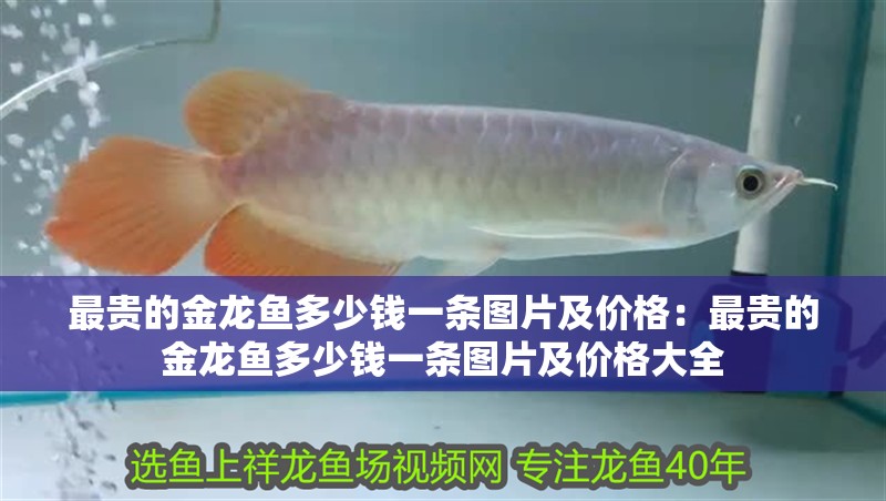 最貴的金龍魚多少錢一條圖片及價格：最貴的金龍魚多少錢一條圖片及價格大全 最貴的金龍魚多少錢一條圖片及價格：最貴的金龍魚多少錢一條圖片及價格大全 水族問答